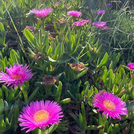 Appartamento In Villa Con Giardino Vicino Al Mare Bella Farnia Extérieur photo
