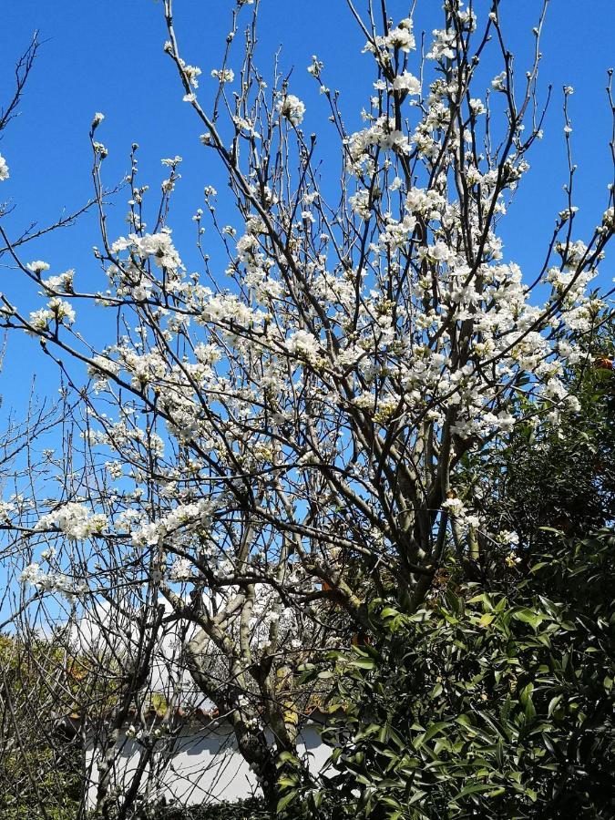 Appartamento In Villa Con Giardino Vicino Al Mare Bella Farnia Extérieur photo