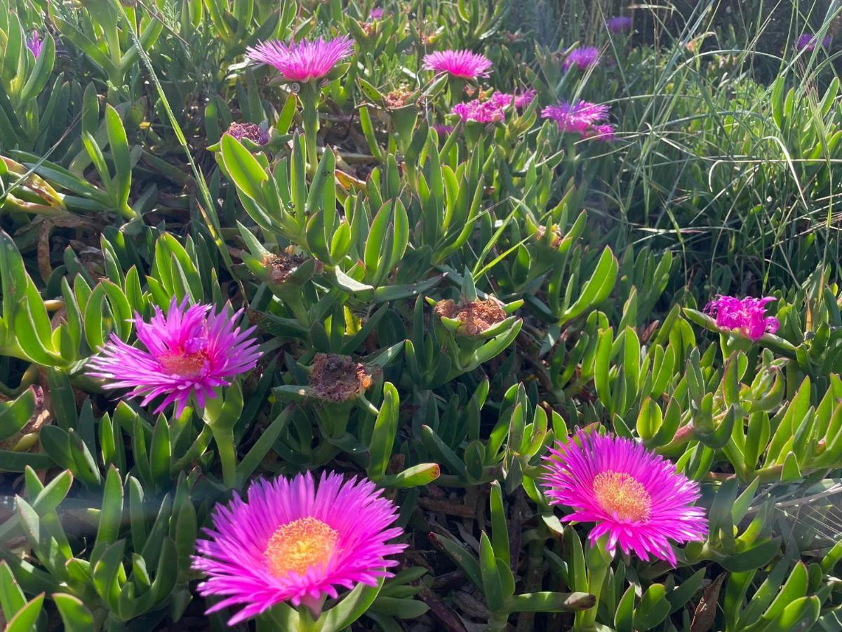 Appartamento In Villa Con Giardino Vicino Al Mare Bella Farnia Extérieur photo